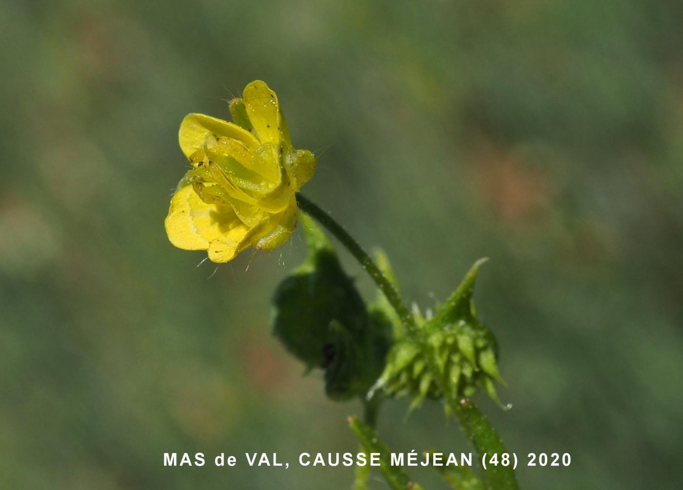 Buttercup, Corn flower